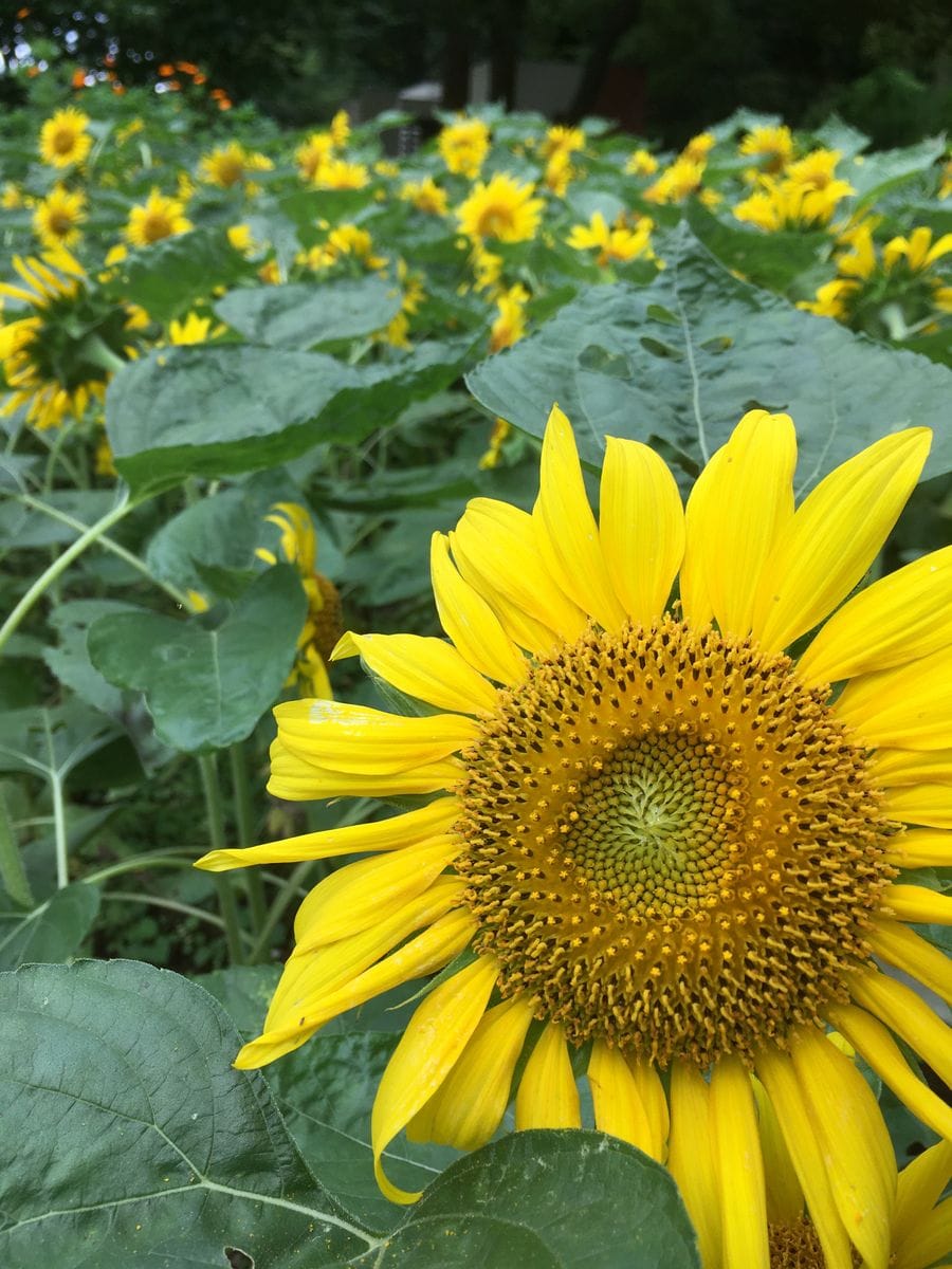 2回目の胡蝶蘭の花が次々と