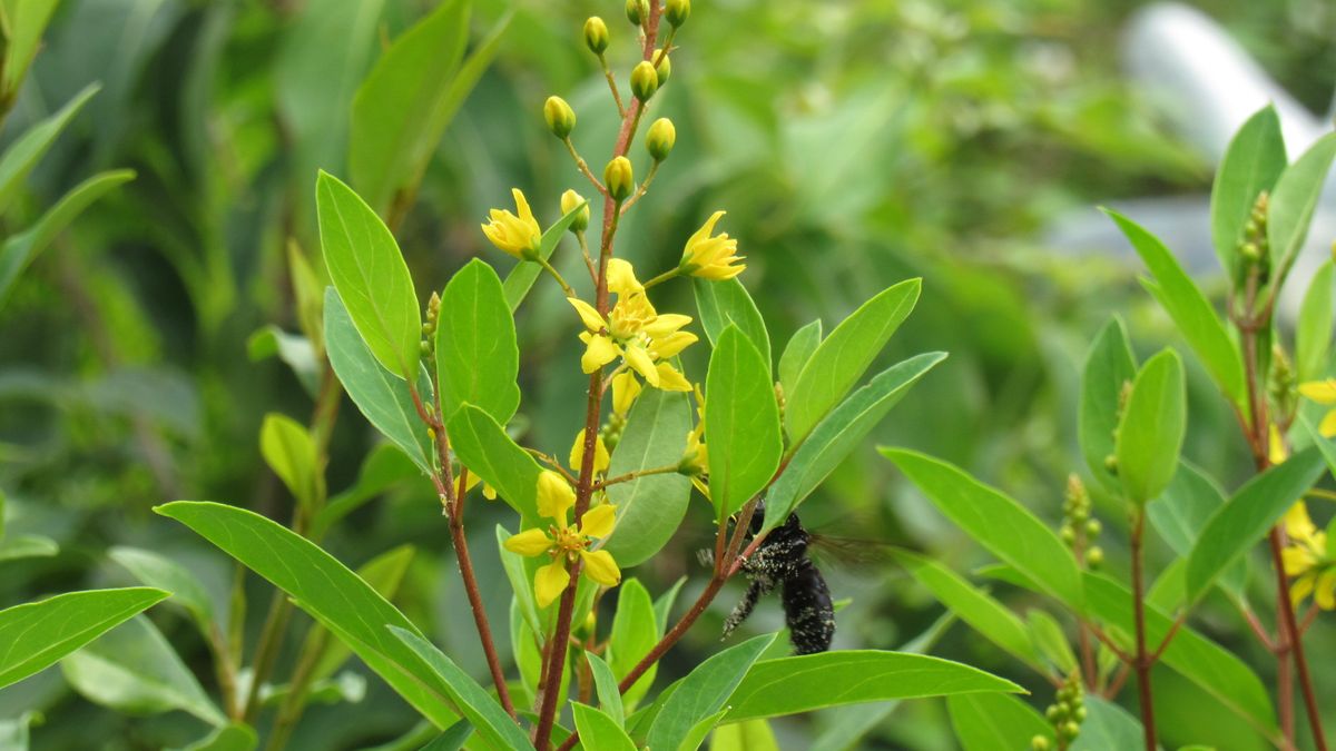 黄色い恒春葛に真っ黒なクマバチ？