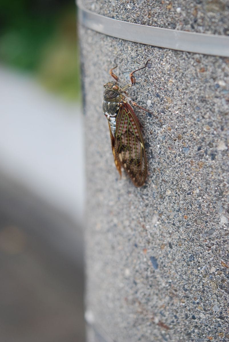 幸せの青い…蜂(虫写真あります)。