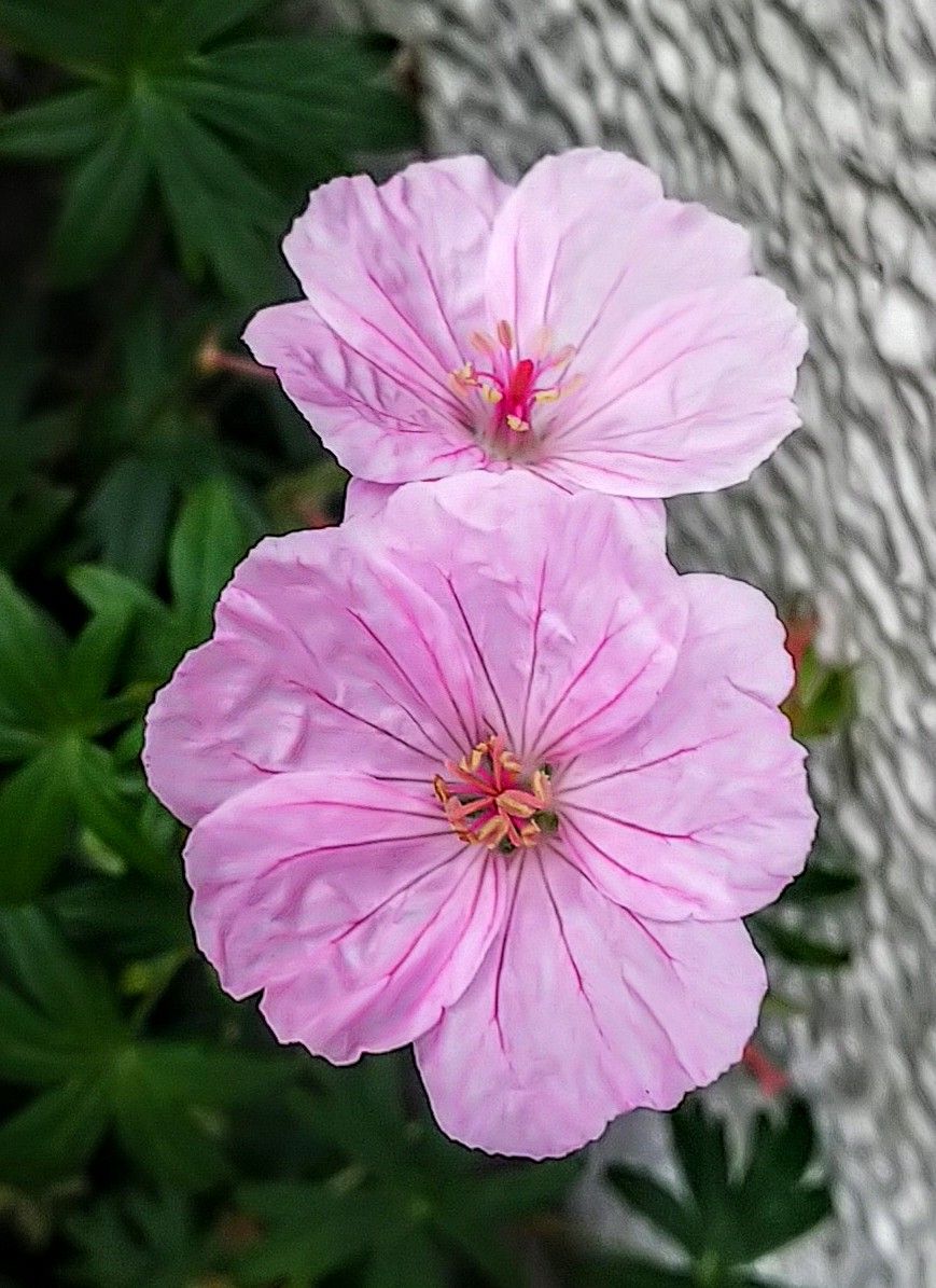 咲き続ける宿根草