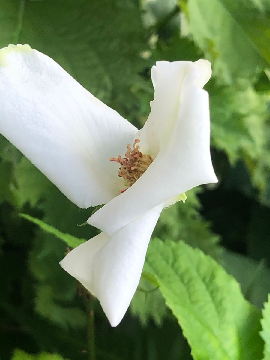 薔薇の摘み忘れ🌹