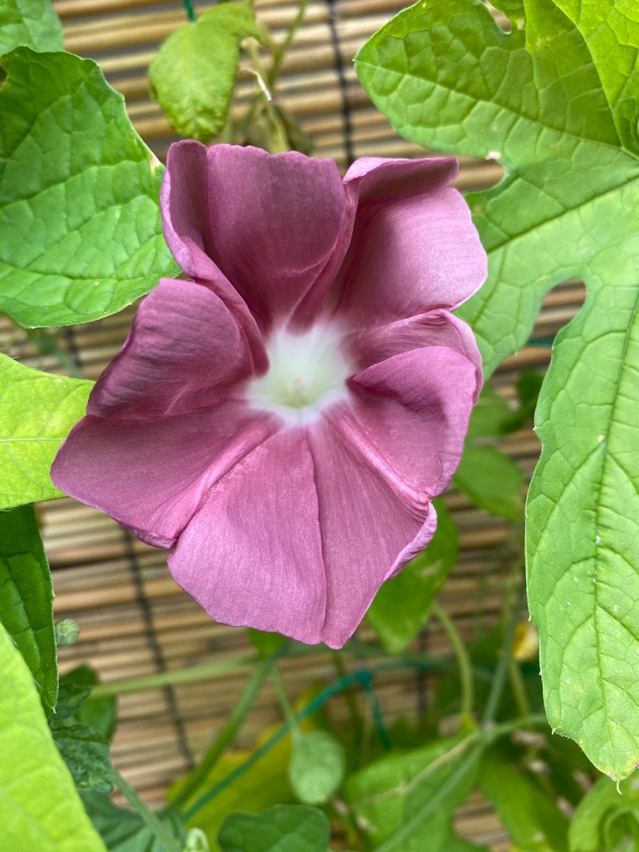 我が家での初🌺