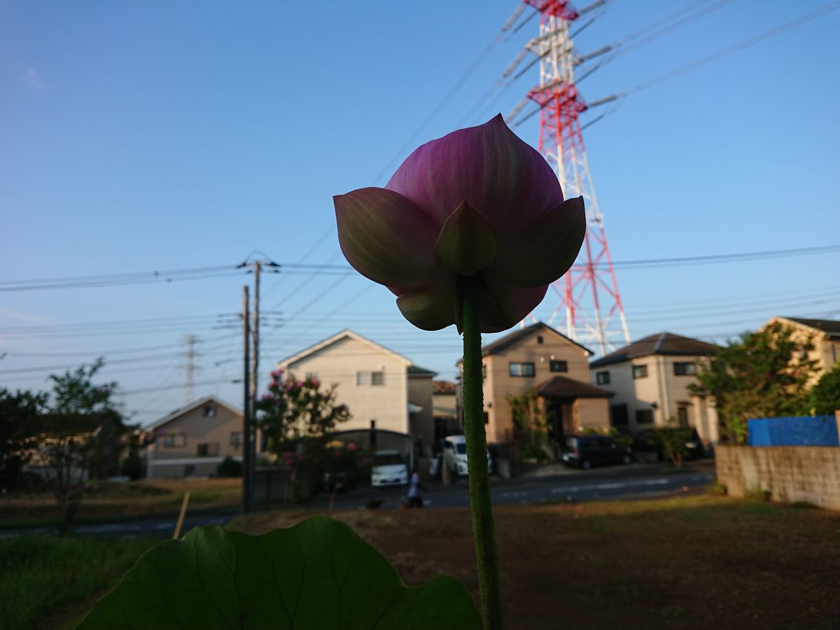 不意に釵頭鳳