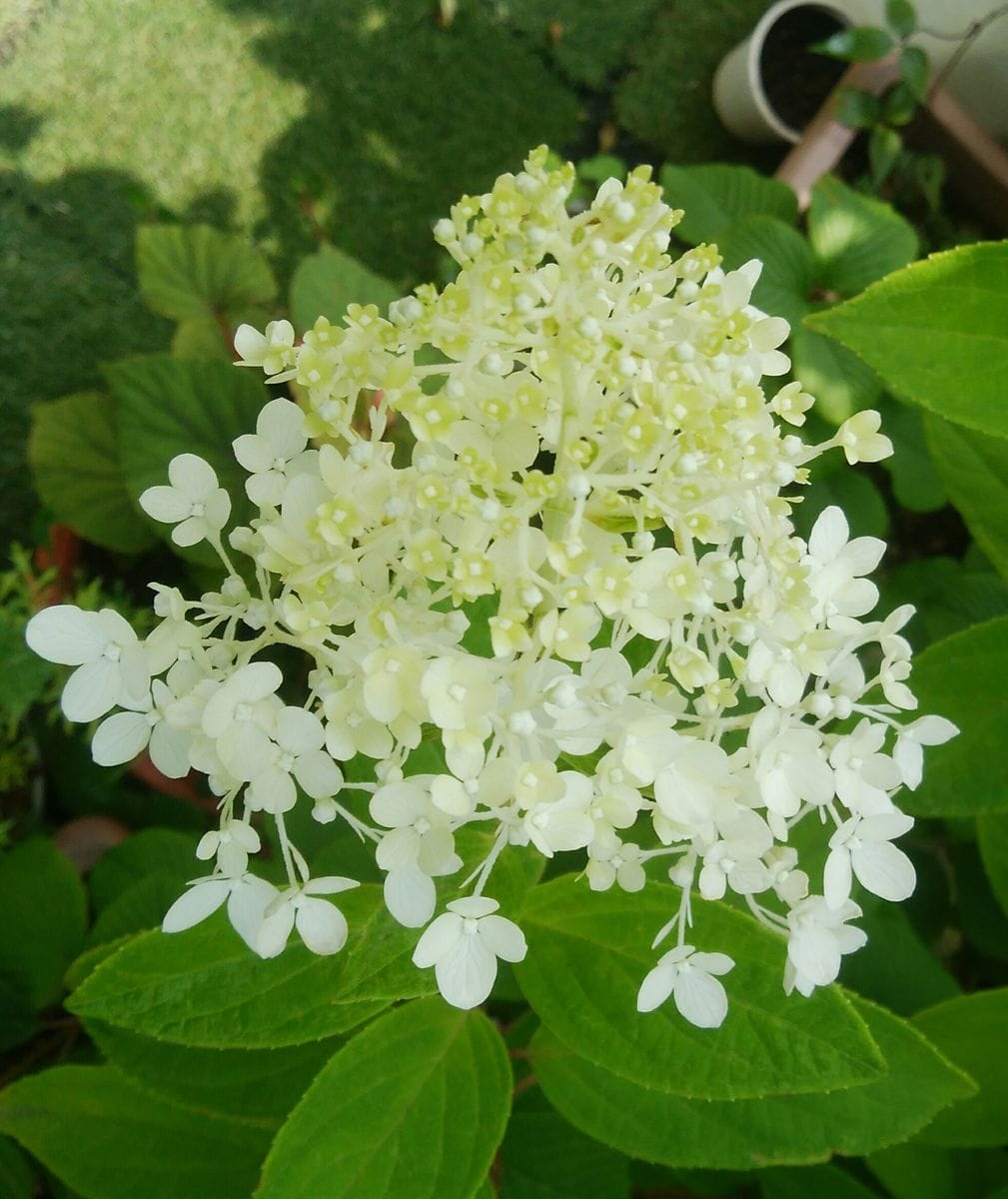 変わり咲き紫陽花スイートサマー🌼