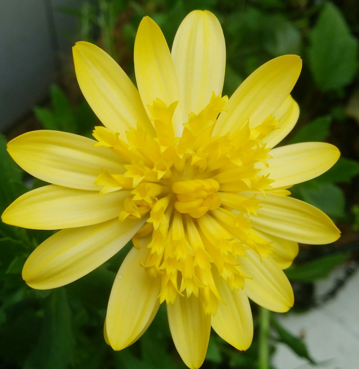 変わり咲き紫陽花スイートサマー🌼