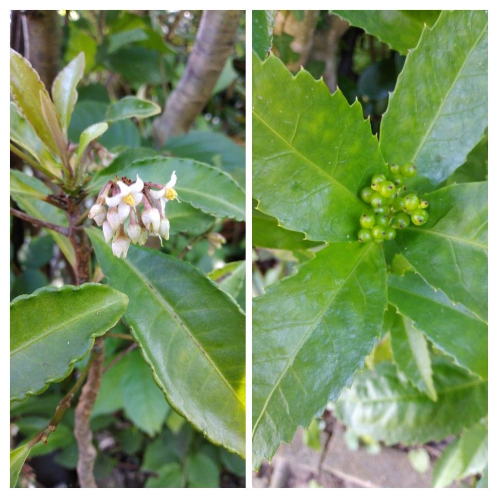 万両の花、千両の実！