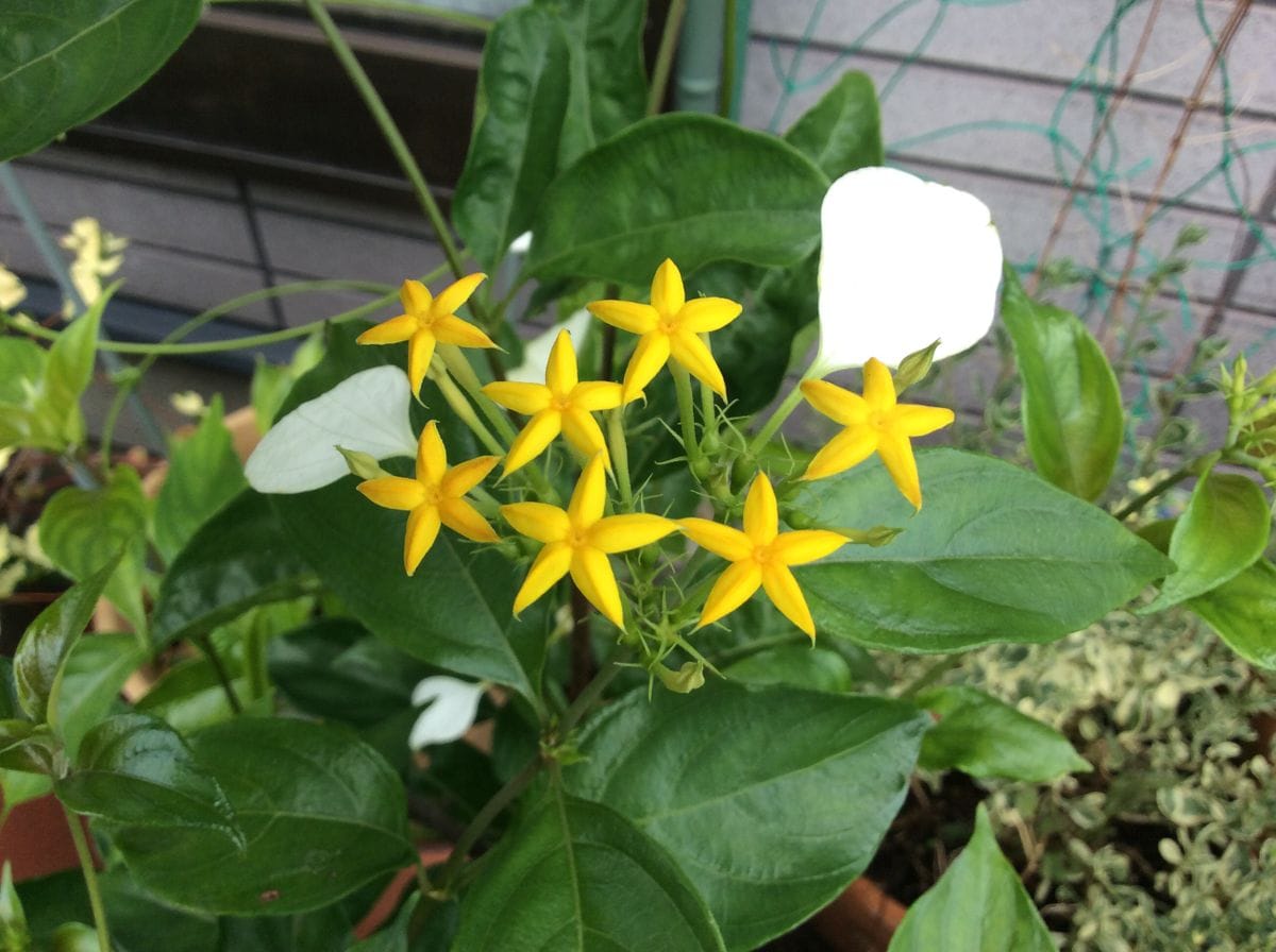 今日の花🎀   星型の花🌟   8/4