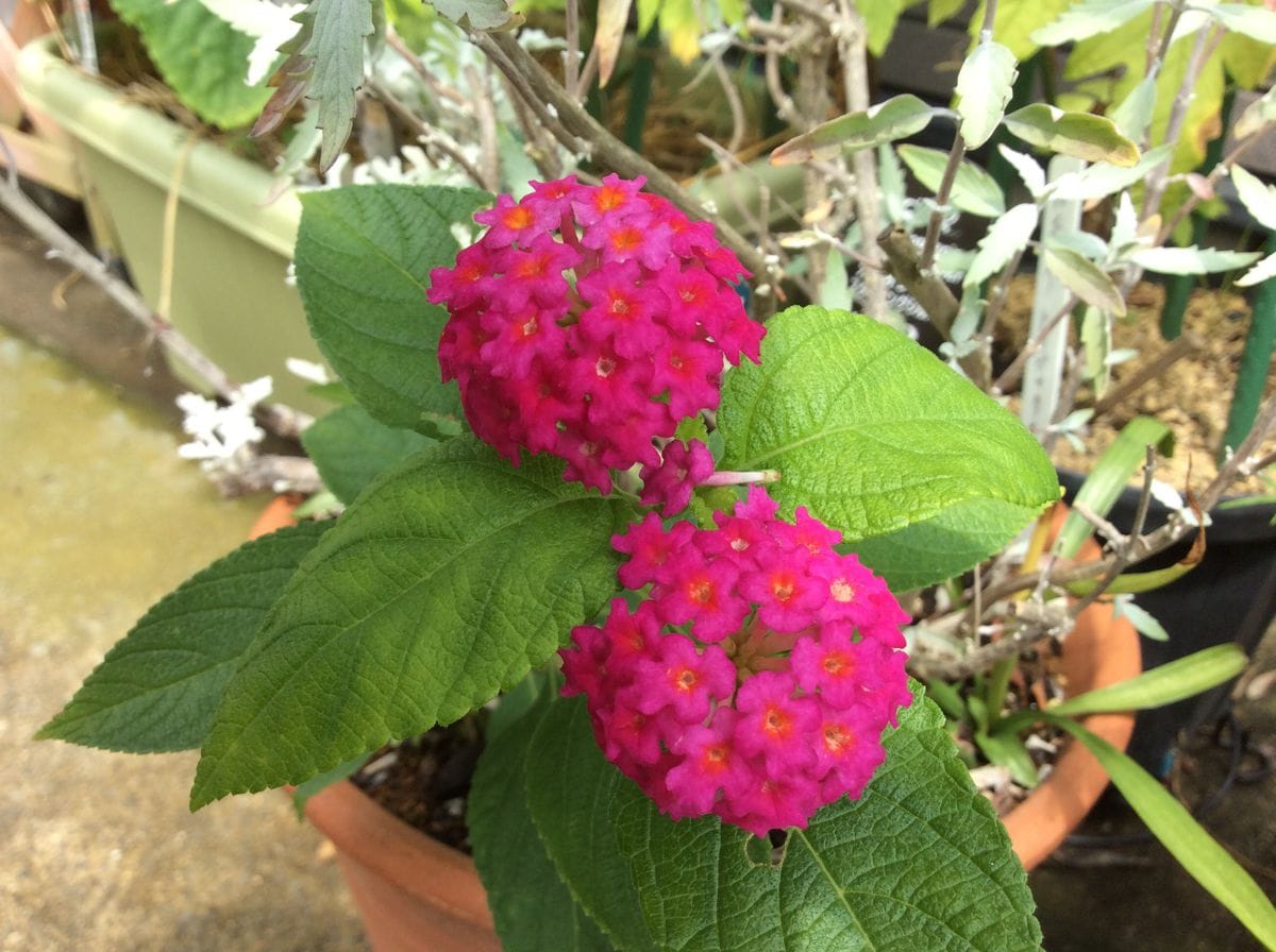 今日の花🎀   星型の花🌟   8/4