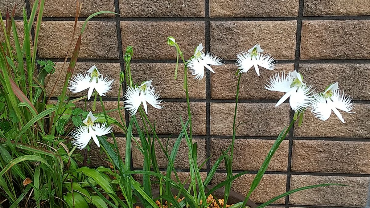 白鷺の舞（しらさぎのまい）そして、ツルリンドウ