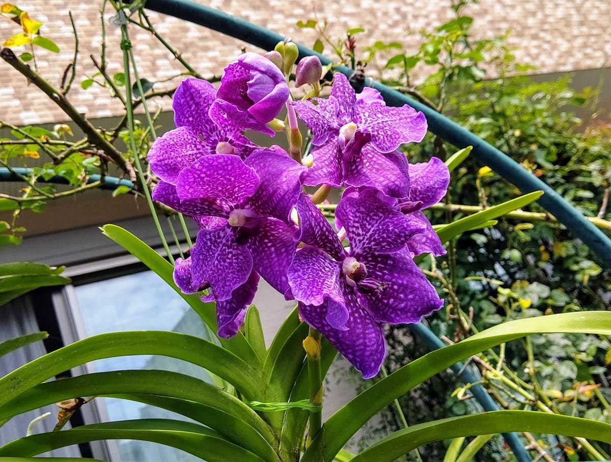 モミジアオイとハイビスカス🌺