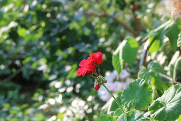 夏の午後は