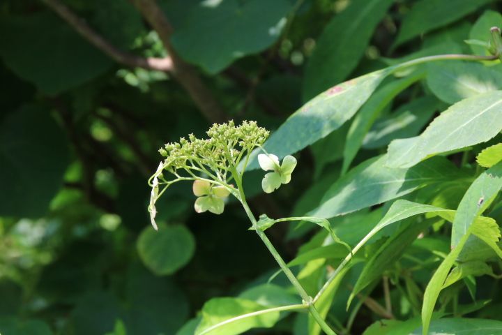 夏の午後は