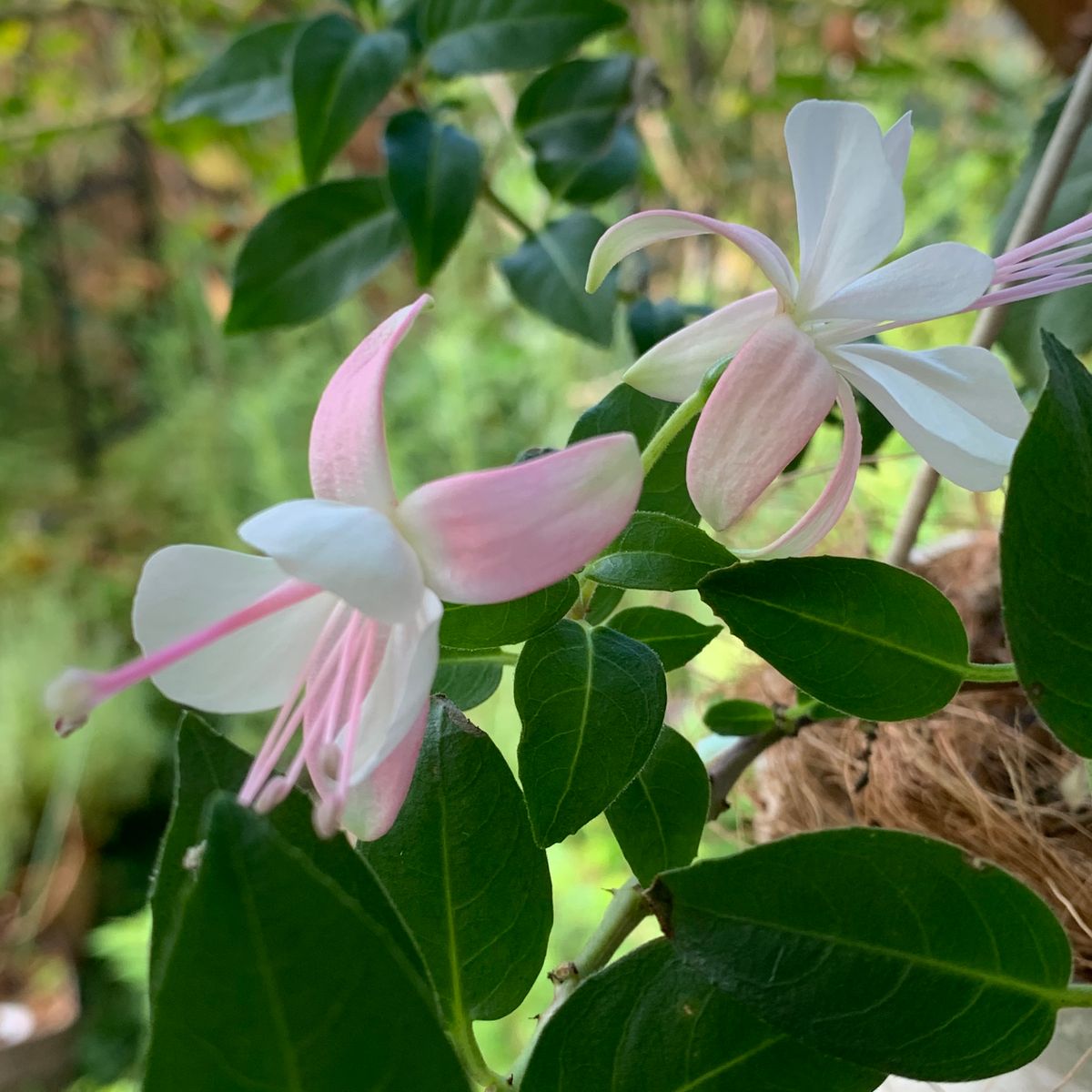 今日の花たち