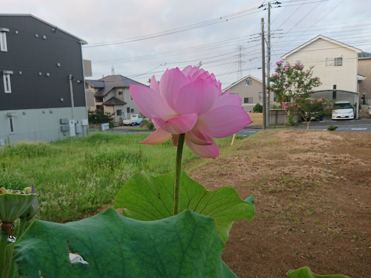 我が家の蓮祭り