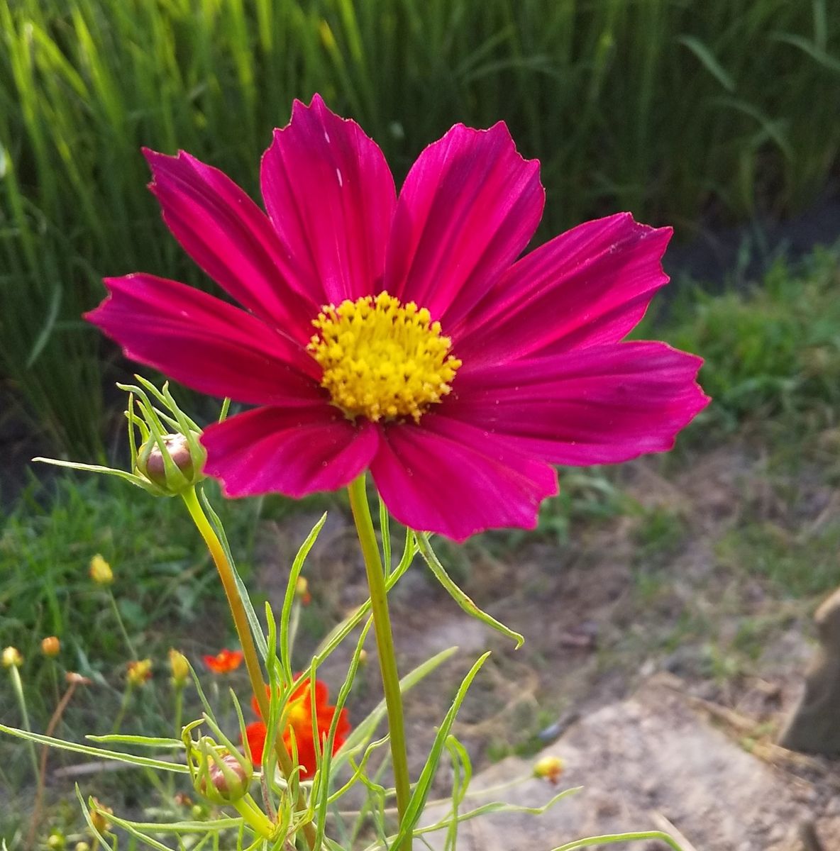 デュランタが初開花しました～💜