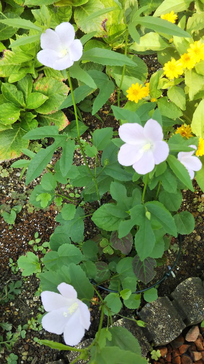 今日のお花たち８月５日