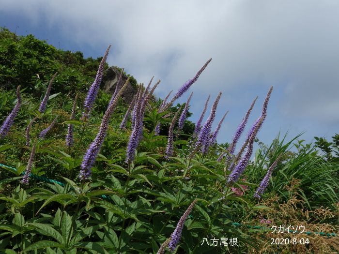 八方尾根の花たち　　8/04