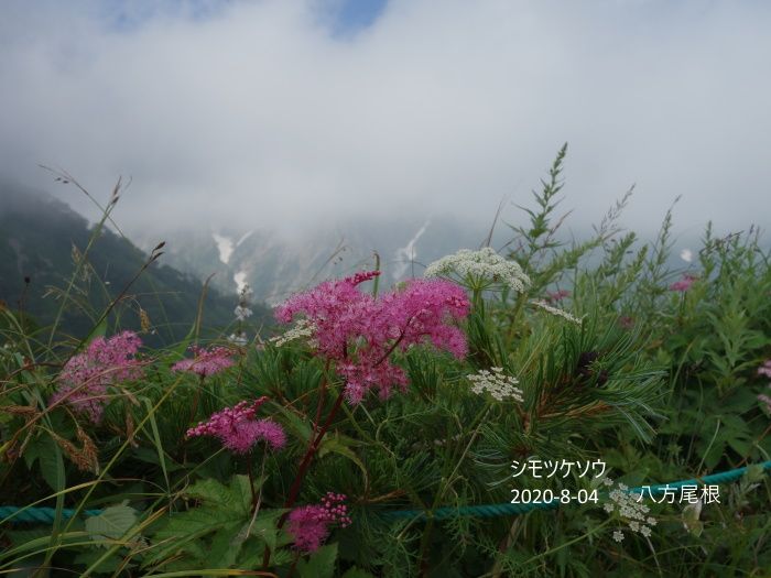 八方尾根の花たち　　8/04