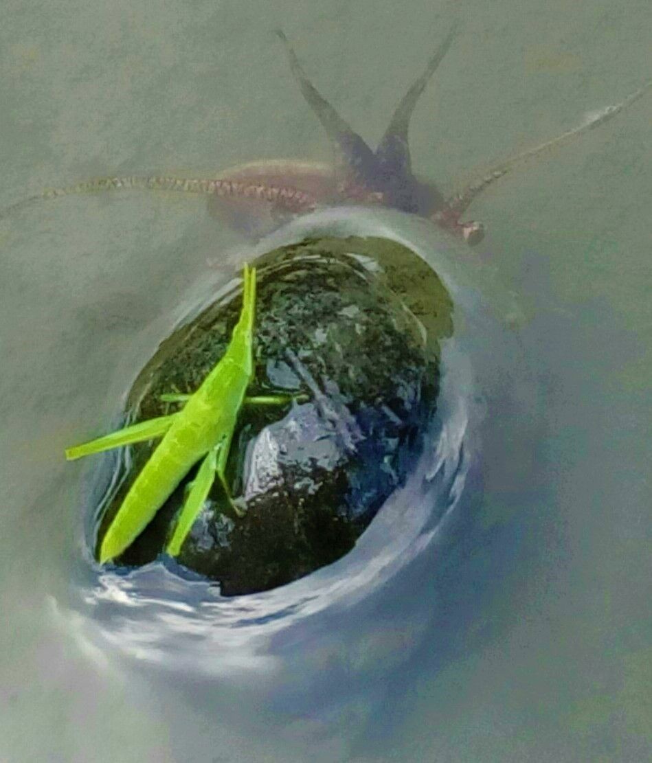 新たな生物、発見😵