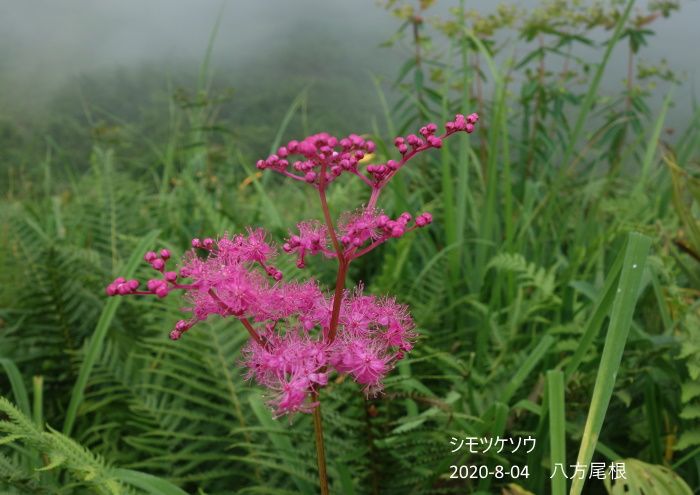 八方尾根の花たち　NO、2