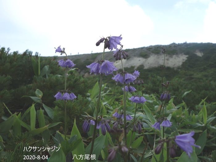 八方尾根の花たち　NO、2