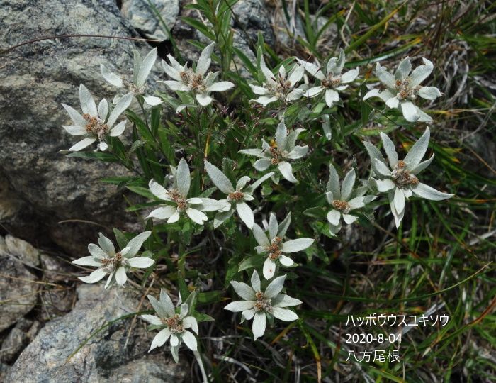 八方尾根の花たち　NO、2