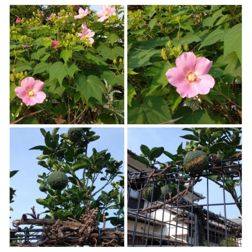 散歩道で見かけた植物