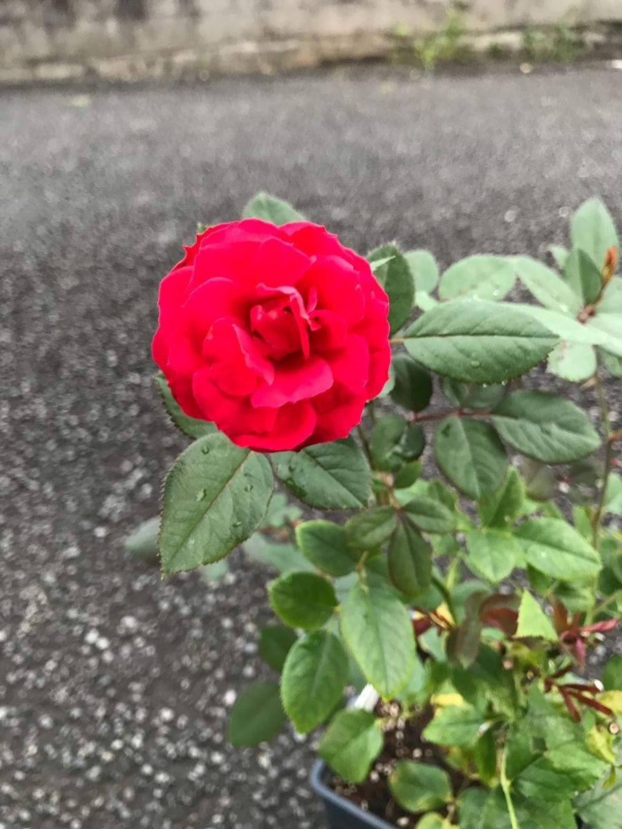 咲きました🌹