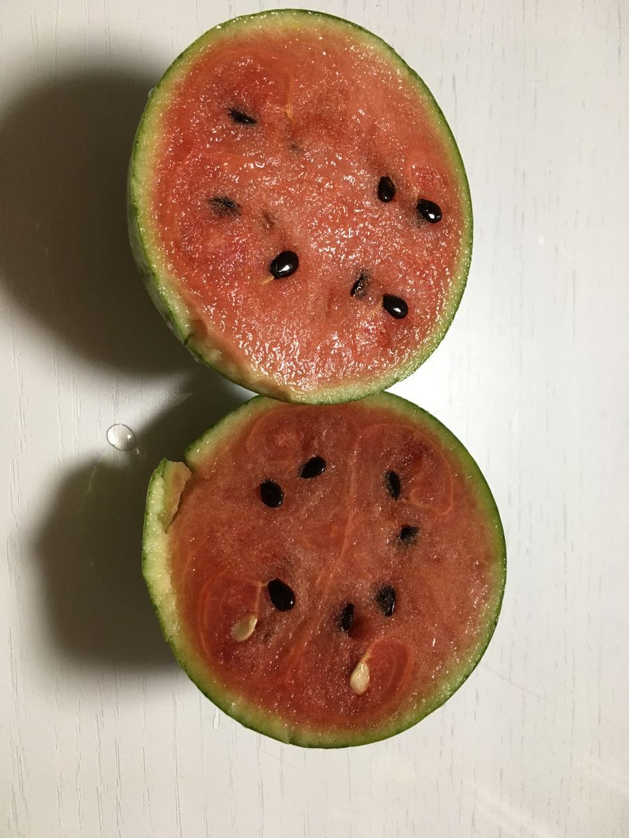 小玉太郎🍉入刀(￣∀￣)