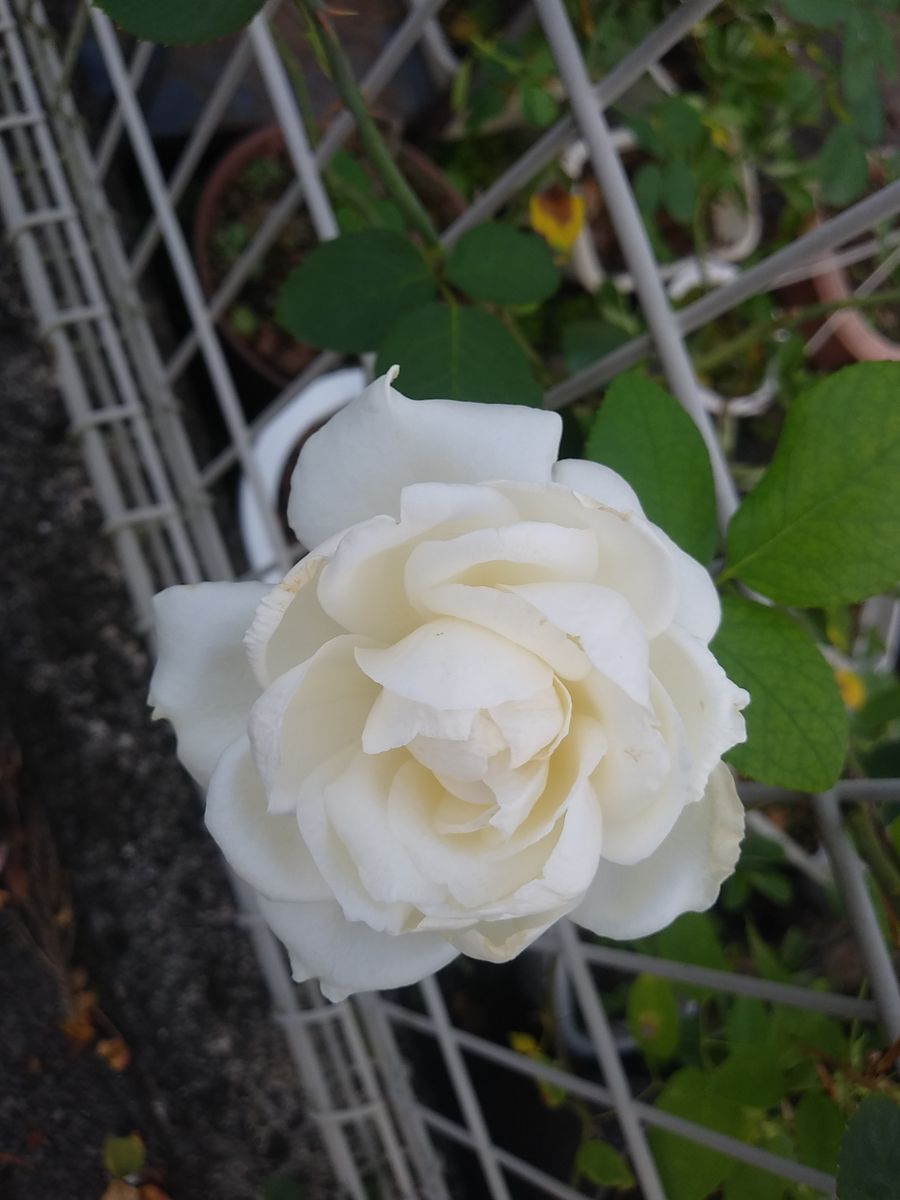 夏のバラ🌹２