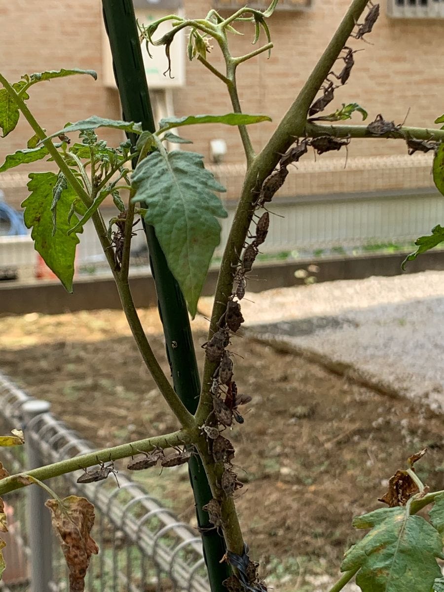 カメムシの行列(3枚目注意です‼︎)