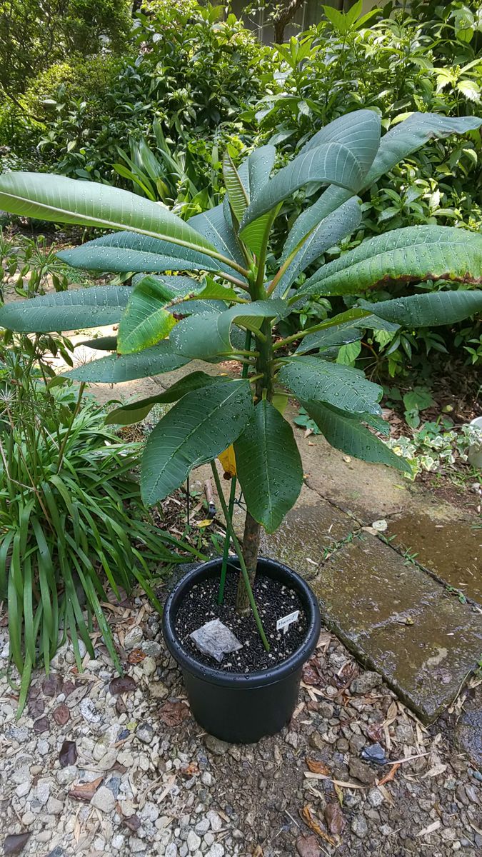 プルメリア植え替え 園芸日記byビスケ みんなの趣味の園芸