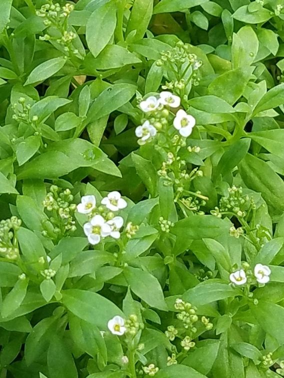 順調な出だしの種まき🌱