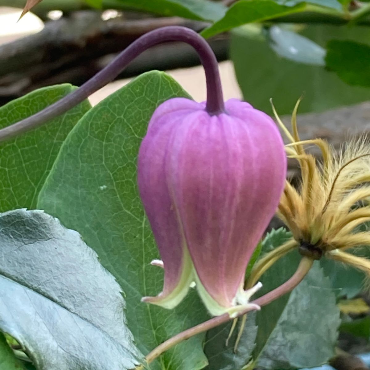 今日の開花