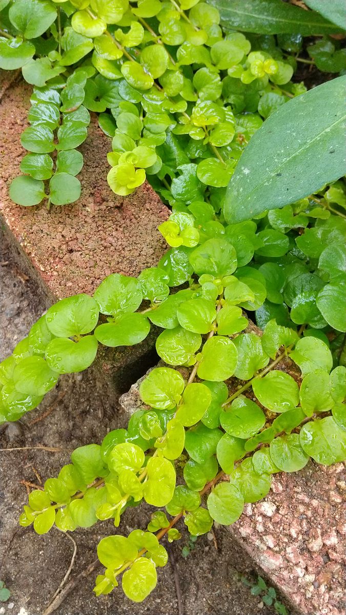 カラーリーフ🌿元気です