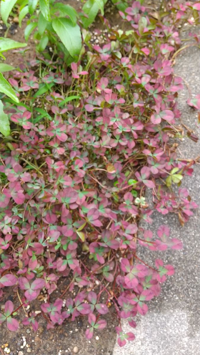 カラーリーフ🌿元気です