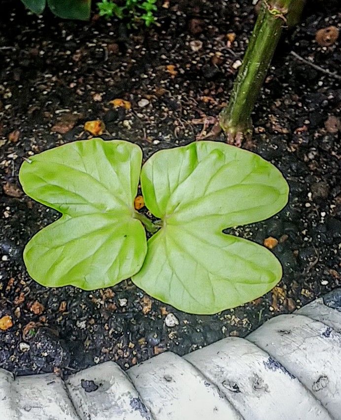 朝顔にやっと本葉が🌿