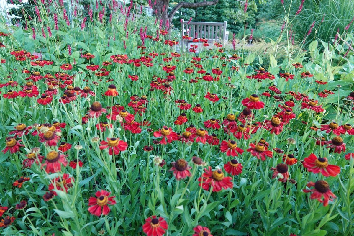 夏の花壇