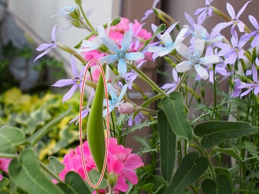 ブルースター（オキシペタラム）の種