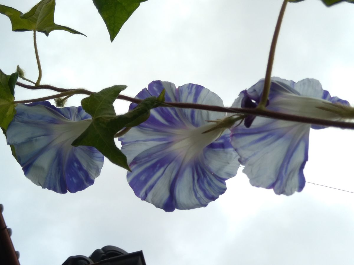 庭の花 5  朝顔 早瀬