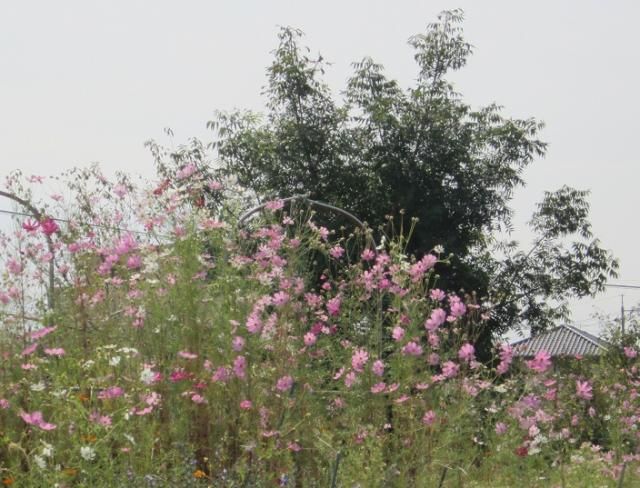 ミョウガ花盛り