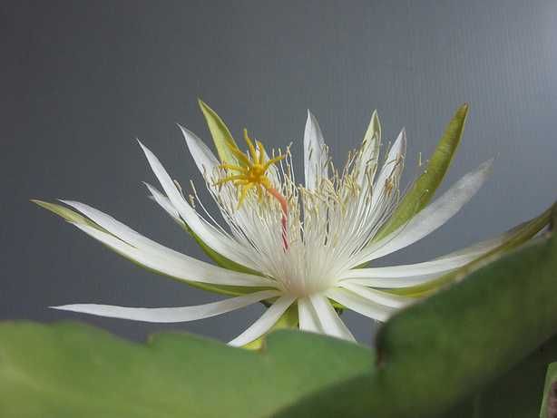 初開花のタイミング