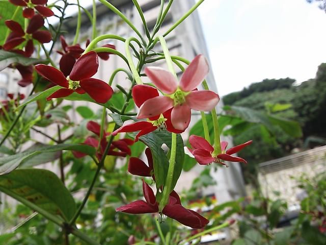 台湾の花たちNO.1