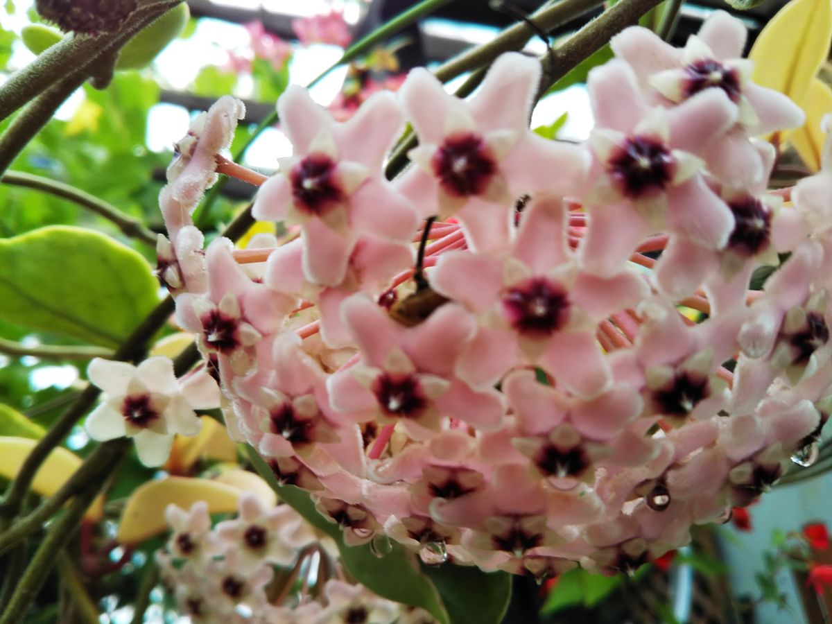 生態系植物園