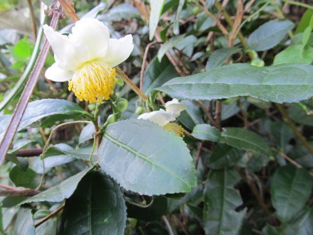 来年も茶摘みを楽しもう～♪