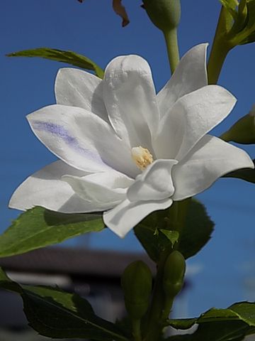 今日の花　8/8