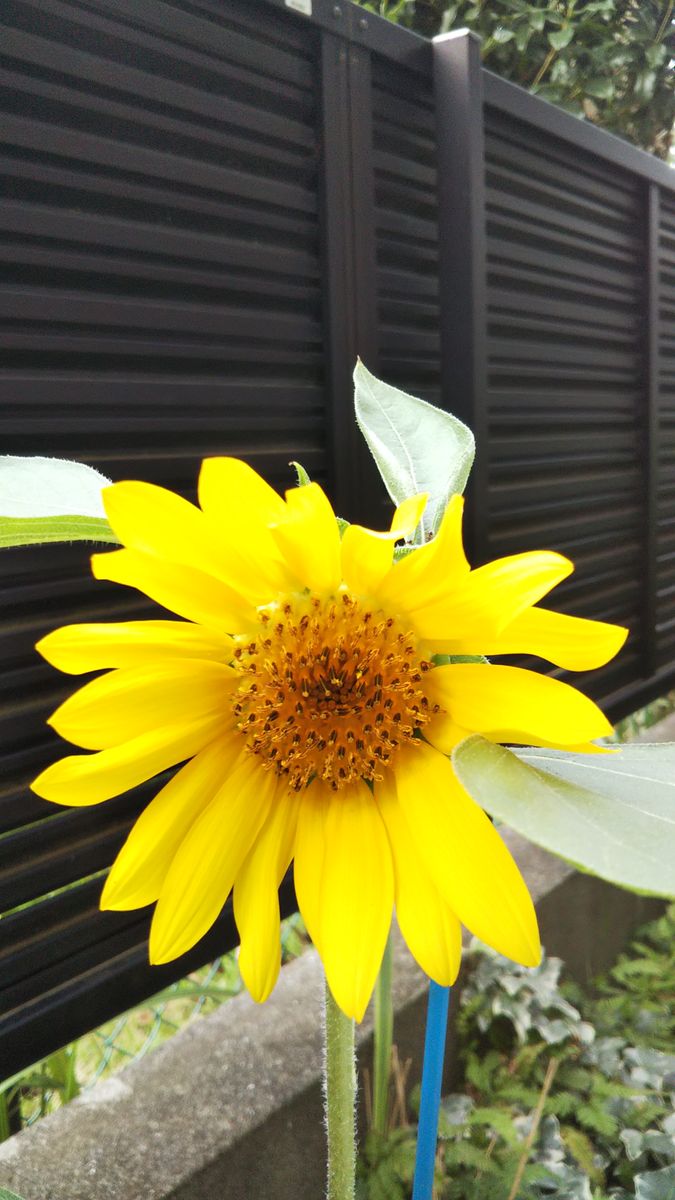 ヒマワリの花とつぼみ