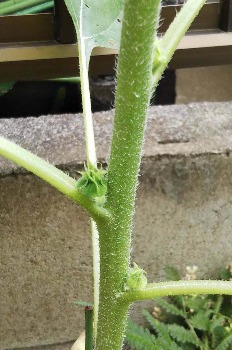 ヒマワリの花とつぼみ