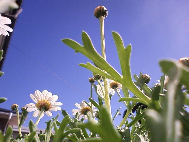 青空とホワイトフラワー