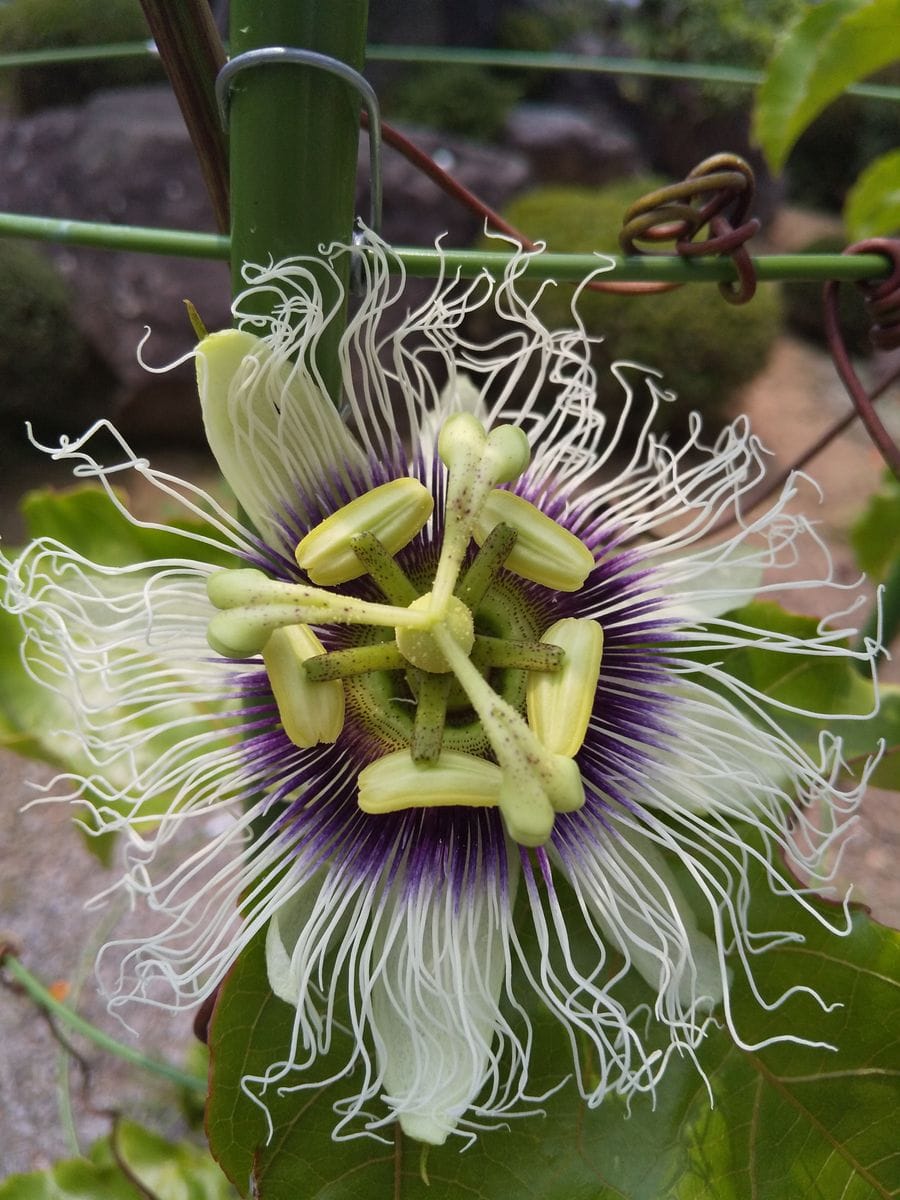 パッションフルーツの花が遂に咲きました❗️